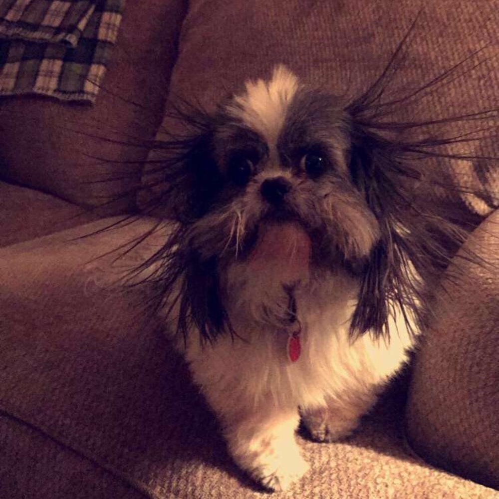 Meet your Posher, Jo